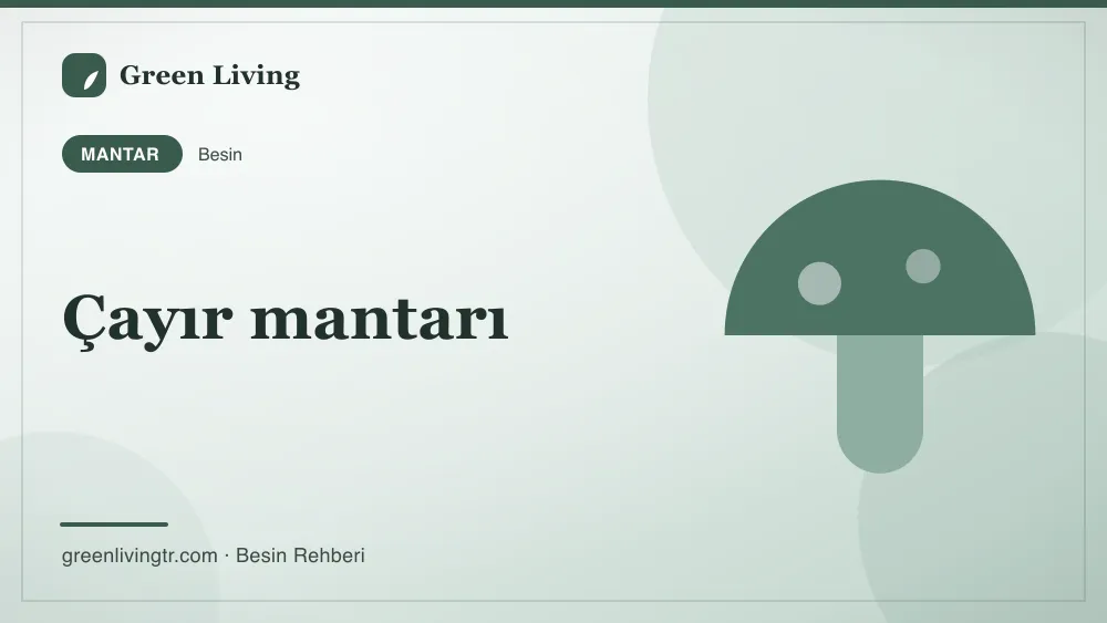 Çayır mantarı — mantar