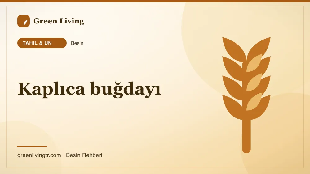Kaplıca buğdayı — tahıl & un